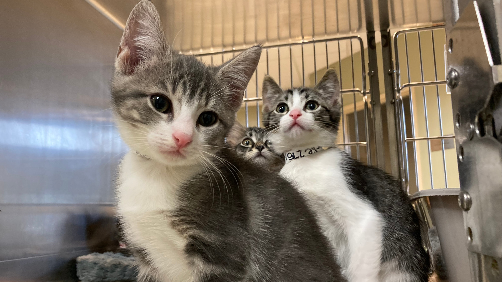 Three kittens (Credit Oregon Human Society)