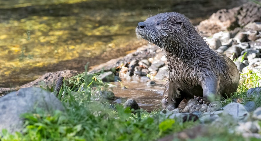 Baby otter