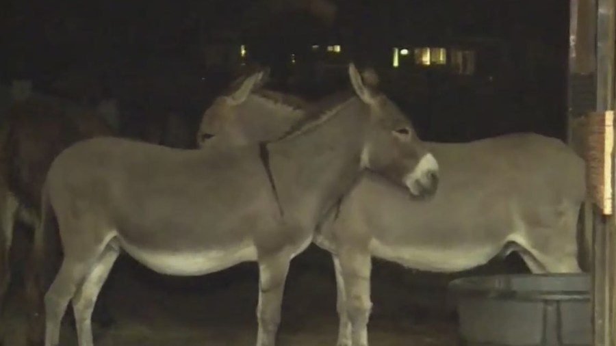 Oregon Donkey Sanctuary Northwest rescues neglected and abused donkeys