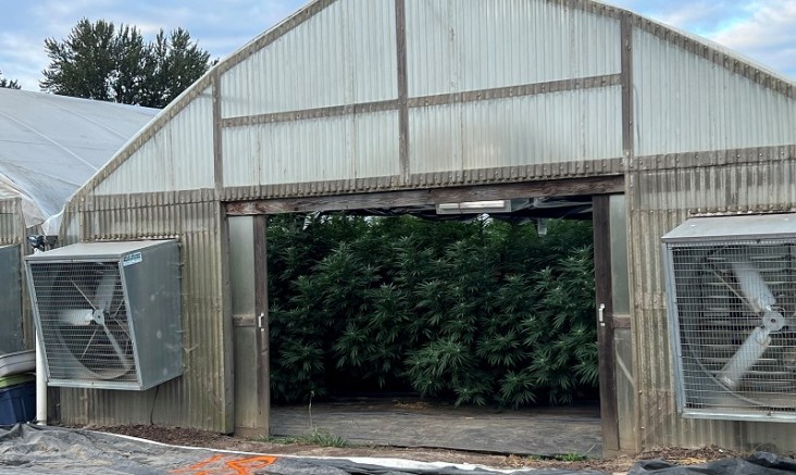 A Junction County man faces multiple charges after an illegal pot grow was searched and seized, September 15, 2022 (Lane County Sheriff's Office)