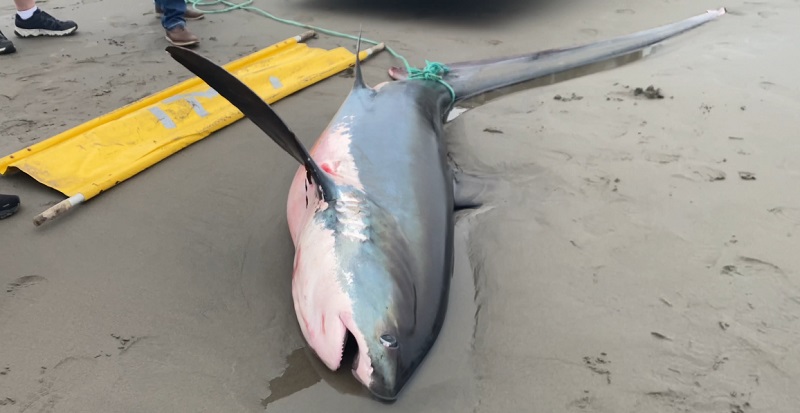 A thresher shark washed up on the Washington coast Friday, September 2, 2022 (Seaside Aquarium)