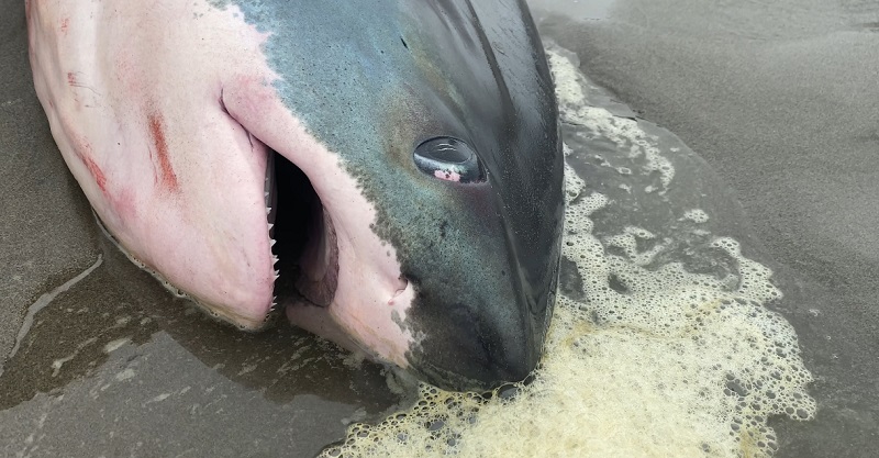 A thresher shark washed up on the Washington coast Friday, September 2, 2022 (Seaside Aquarium)