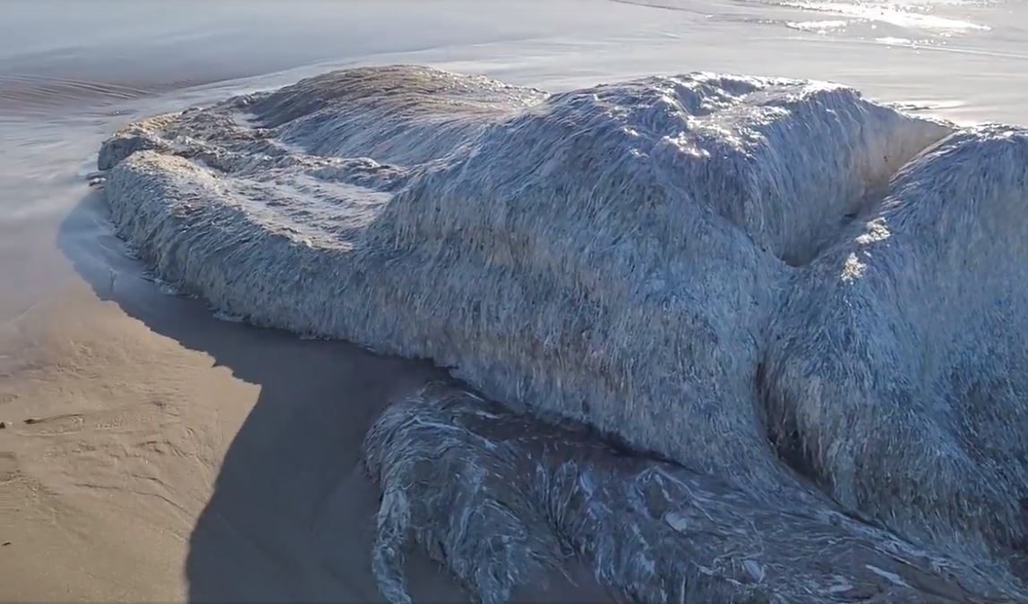 Couple discovers what appears to be a 'globster' on the Oregon coast