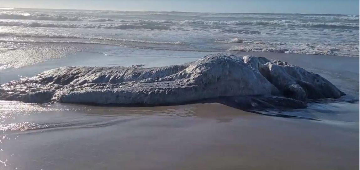 Couple discovers what appears to be a 'globster' on the Oregon coast