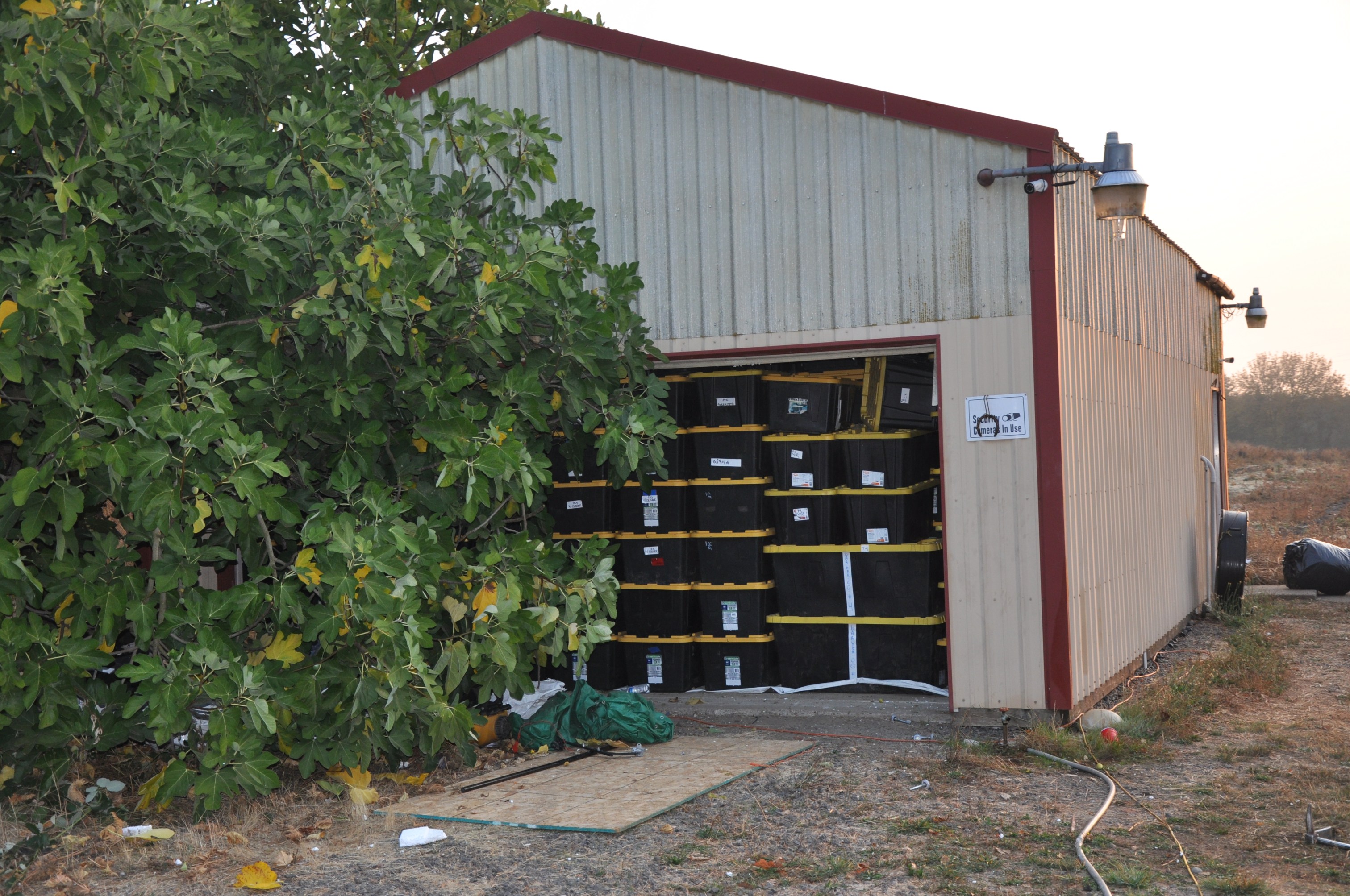 Bins filled with illegally grown marijuana stacked from floor to ceiling at a Newberg, Oregon property on Oct. 18, 2022. (Credit: Yamhill County Sheriff's Office)