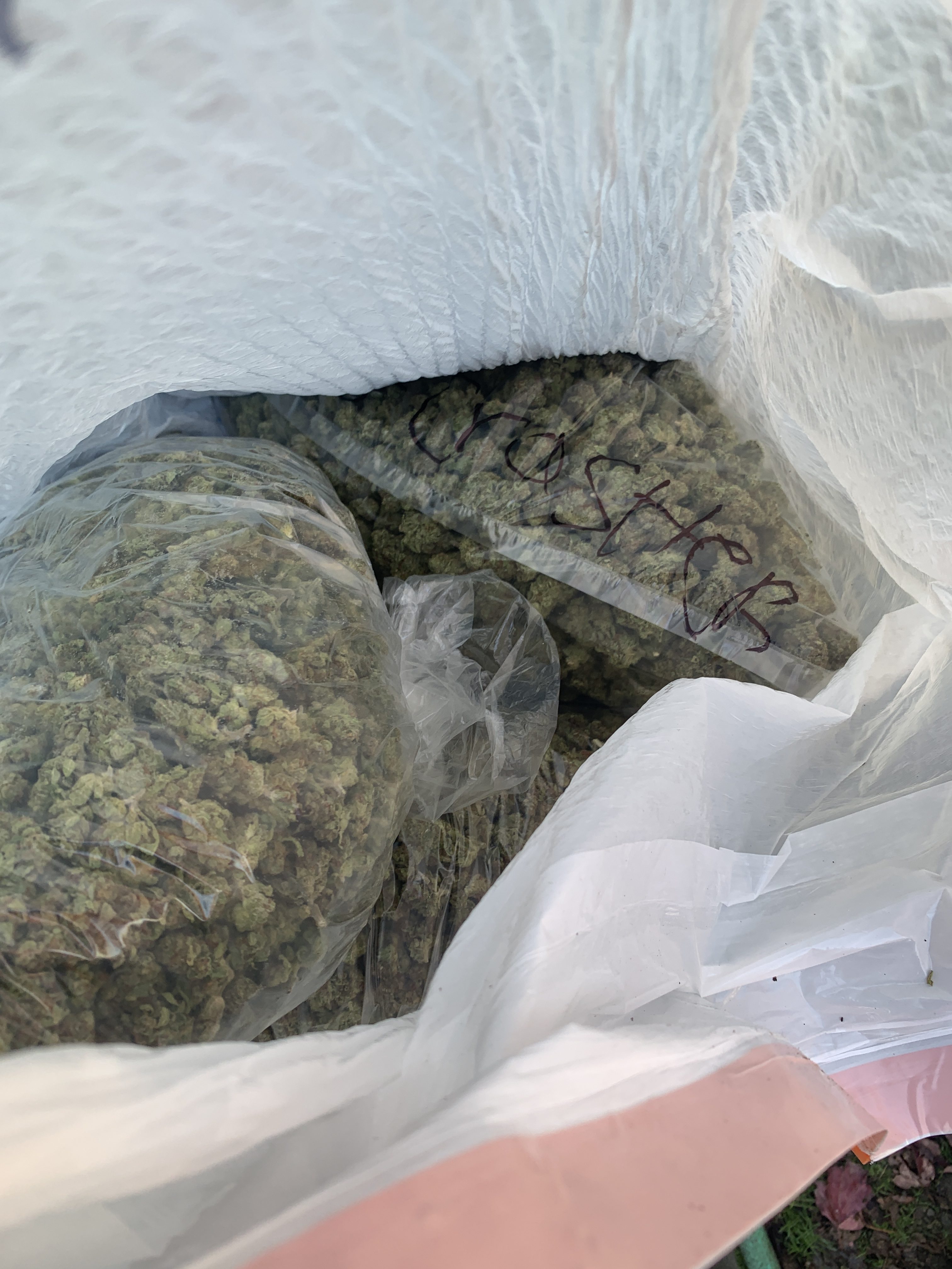 Illegal marijuana recovered from a Newberg, Oregon property on Oct. 18, 2022 (Credit: Yamhill County Sheriff's Office)