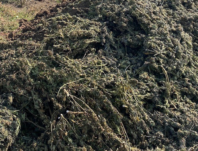 Illegal marijuana recovered from a Newberg, Oregon property on Oct. 18, 2022 (Credit: Yamhill County Sheriff's Office)