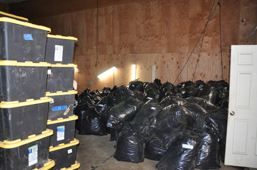 Bins and bags filled with illegally grown marijuana stacked from floor to ceiling at a Newberg, Oregon property on Oct. 18, 2022. (Credit: Yamhill County Sheriff's Office)