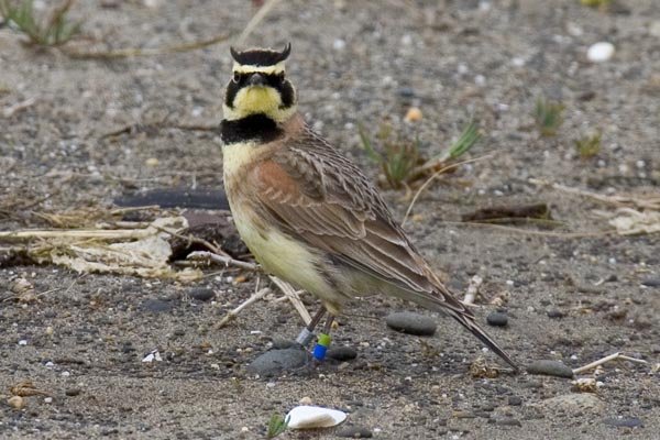 The streaked horned lark.