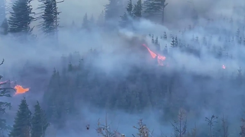 Flames are visible in trees as the Nakia Creek Fire expanded near Larch Mountain in Clark County, October 16, 2022 (Clark County Fire District 3)