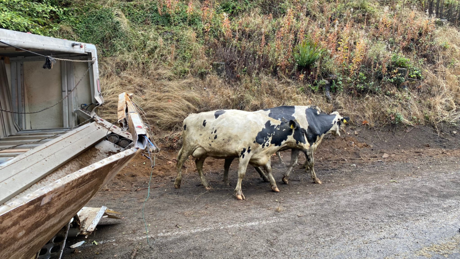 OR's Hwy 6 closes at milepost 34 after semi hauling cows overturns