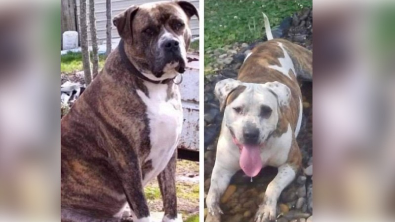 Daisy, left, and Moose are missing in Sandy, Oregon (Kim Hendricks)