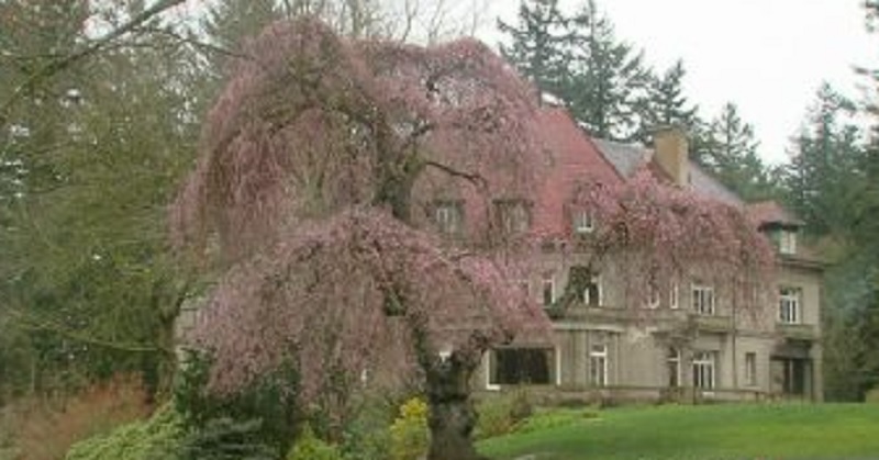 The Pittock Mansion in Portland, 2019 (KOIN)