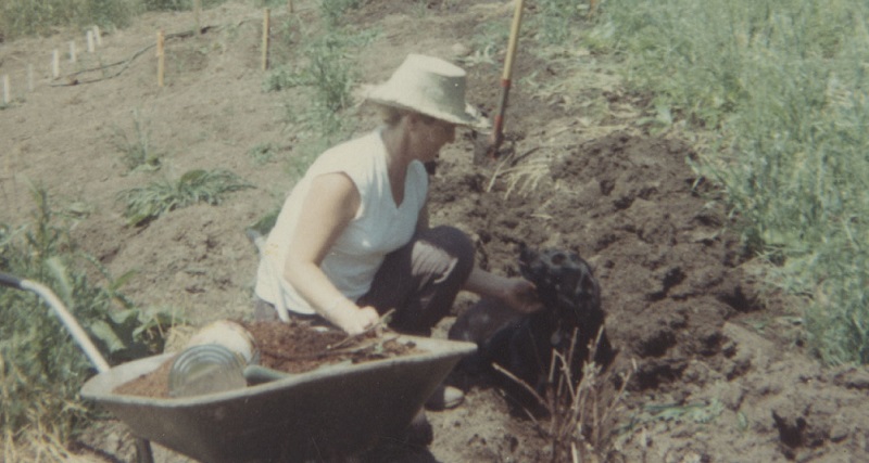 Kina Erath, wife of Dick Erath, plants vines in the vineyard nursery behind the logger's cabin on Kings Grade Road in Newberg, Oregon during the summer, 1969 (Erath Winery Collection/Oregon Wine History Archive)