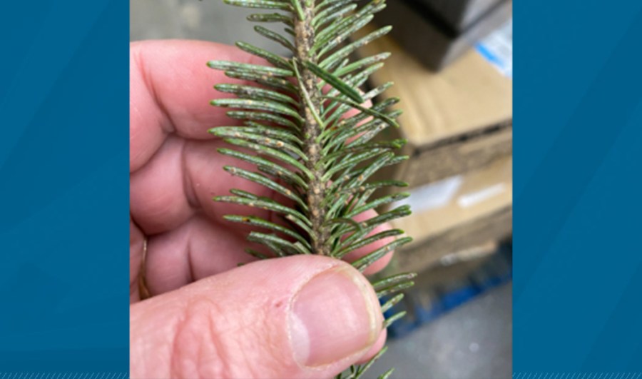 The invasive elongate hemlock scale insect was found on out-of-state Christmas tree products that were shipped to big box stores in Oregon in 2022. Photo courtesy Oregon Department of Agriculture