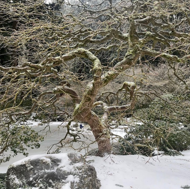 PHOTOS: Portland, OR winter storm leaves its mark on the region