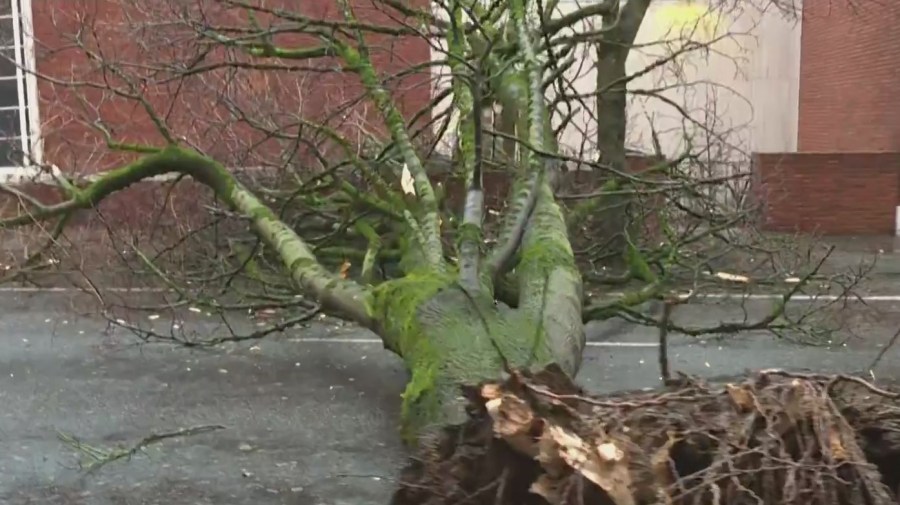 A tree was toppled in downtown Portland, falling across the road and landing next to the Portland Art Museum on Tuesday, Dec. 27, 2022. (Credit: KOIN)