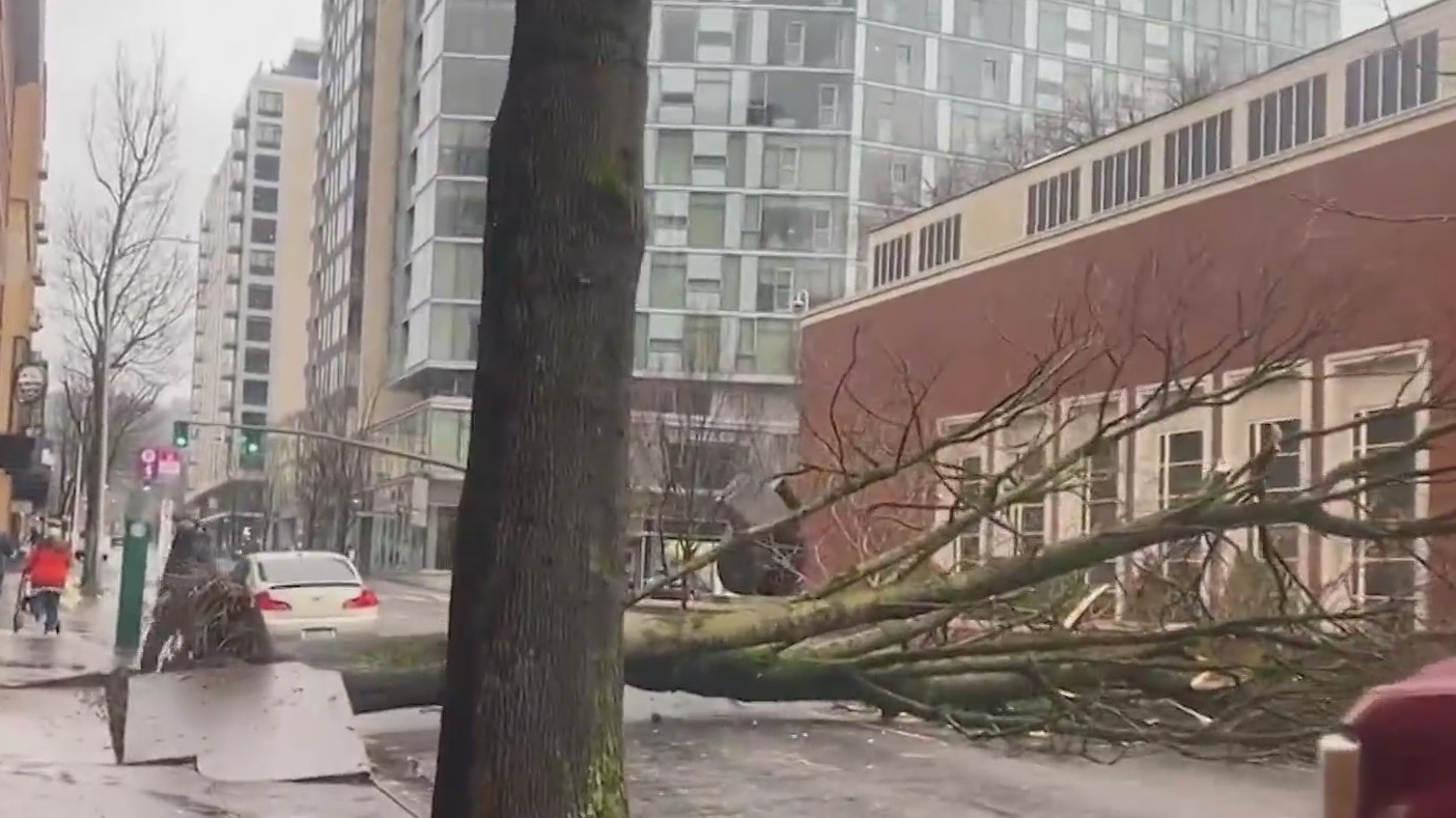 A tree was toppled in downtown Portland, falling across the road and landing next to the Portland Art Museum on Tuesday, Dec. 27, 2022.