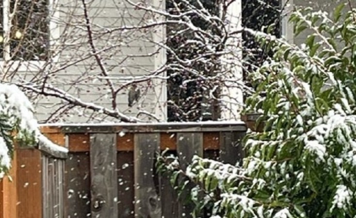 Snow falling on Bonny Slope in Portland, December 4, 2022 (Courtesy: Virginia Bruce)