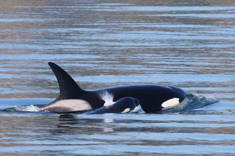 Bigg's killer whale mom and calf - Melisa Pinnow, San Juan Excursions