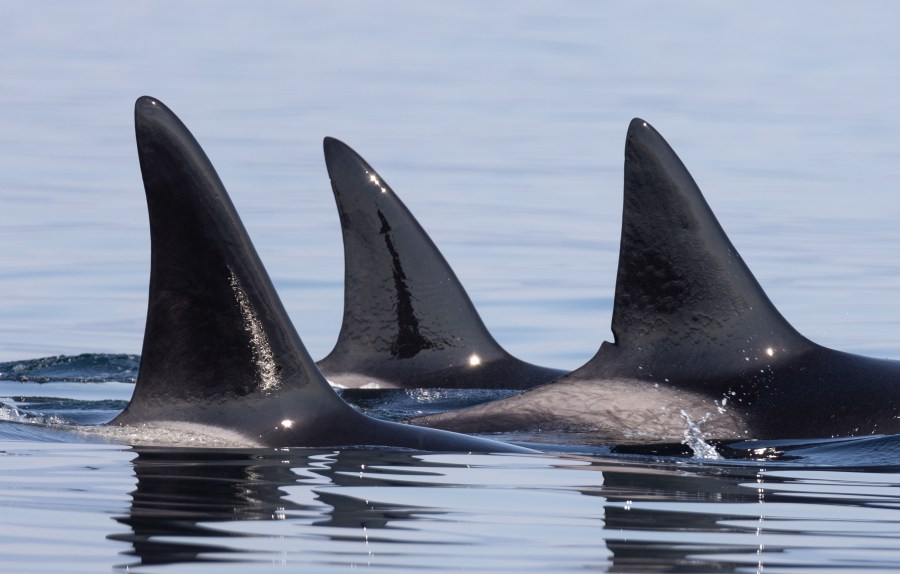 Bigg's killer whale dorsal fins - Mollie Naccarato, Sooke Coastal Explorations