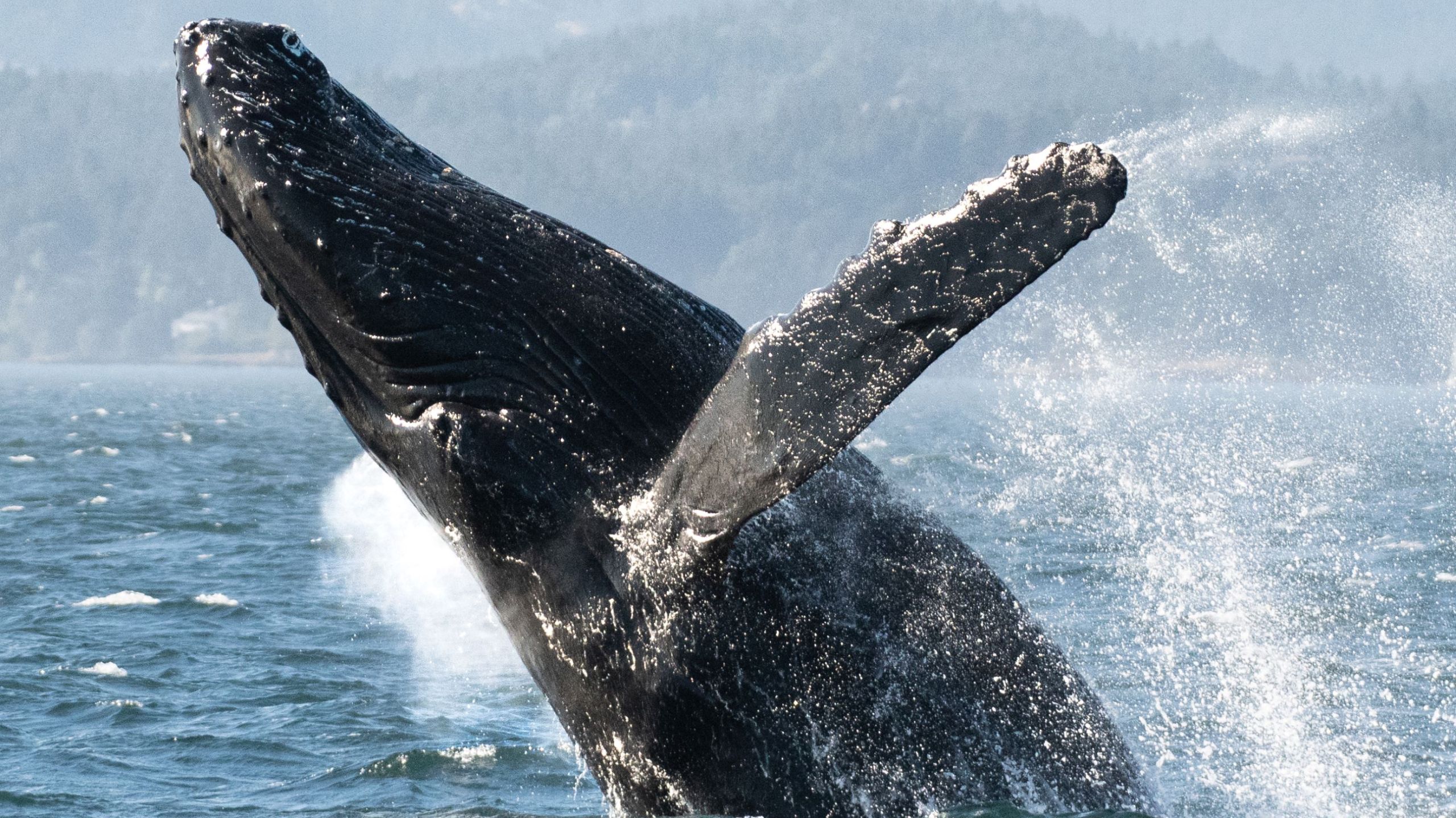 Breaching humpback whale - Sierra Hamilton, Eagle Wing Tours