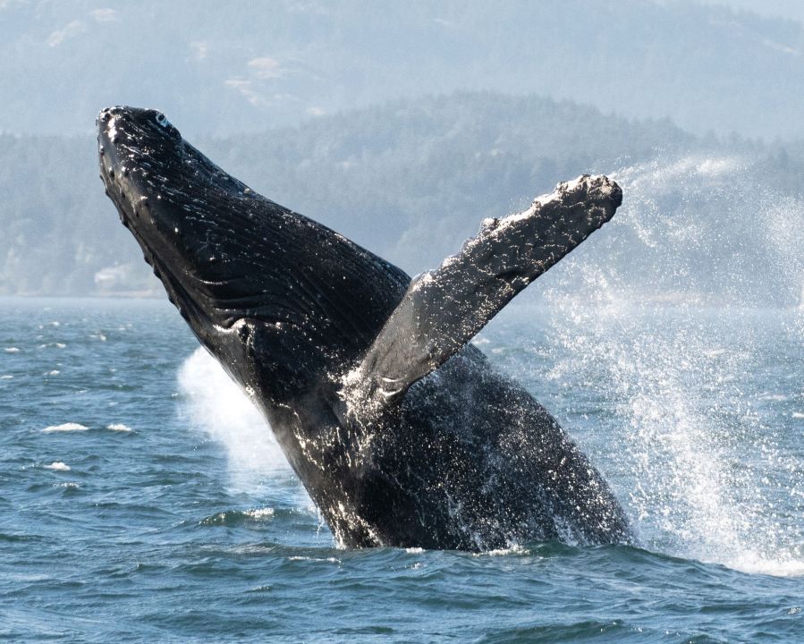 Breaching humpback whale - Sierra Hamilton, Eagle Wing Tours