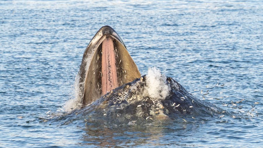 Feeding humpback whale - Clint William, Eagle Wing Tours