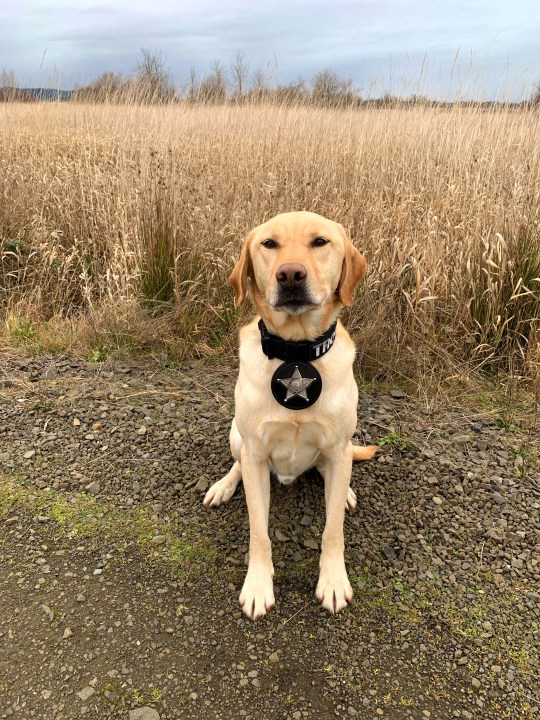 Wildlife detection K-9 Buck - photo courtesy Oregon State Police