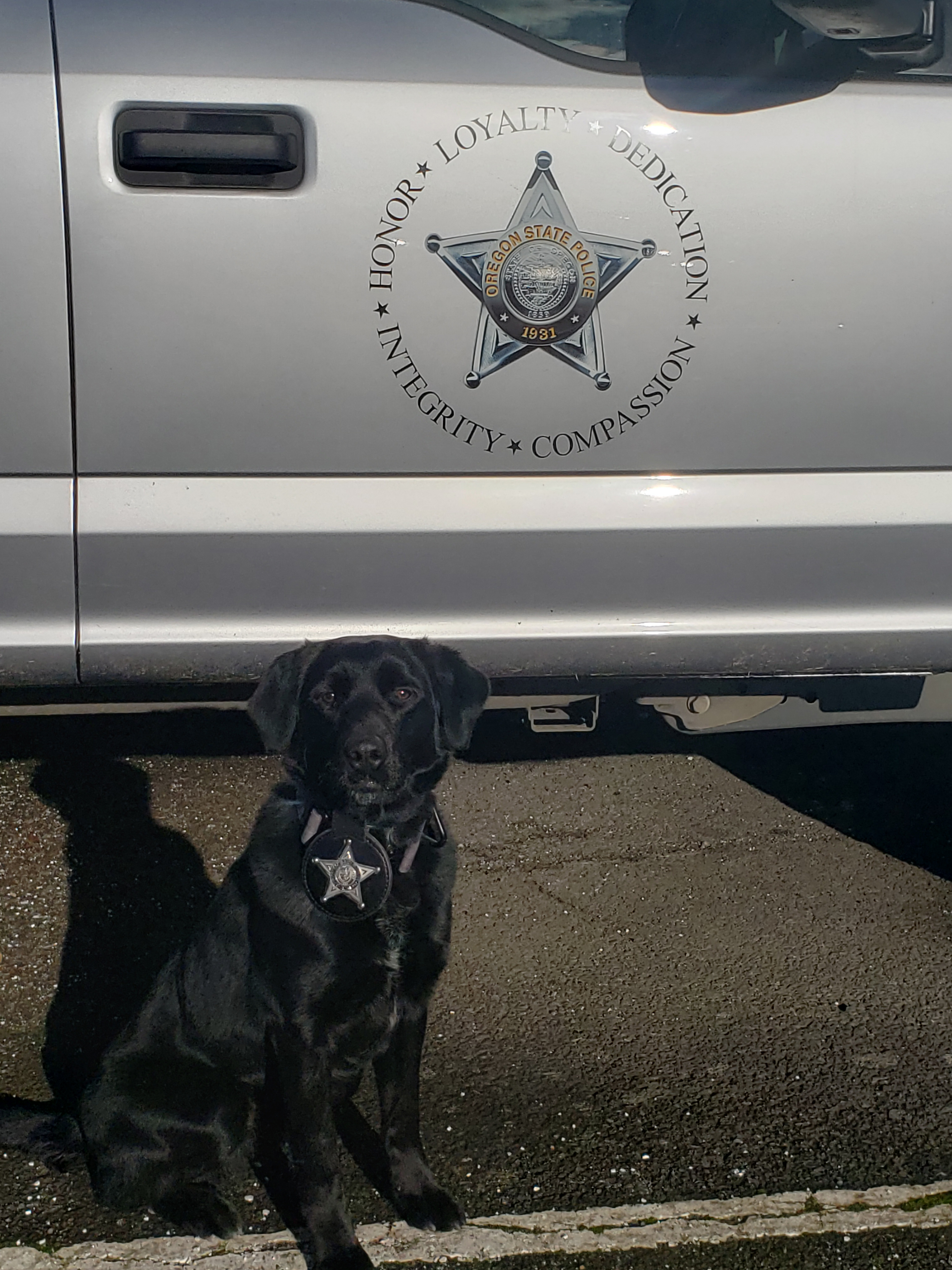 K-9 Scout joined the Oregon State Police anti-poaching team in December 2022. Photo courtesy Oregon State Police