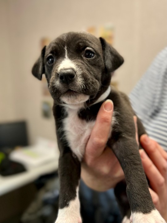 The Humane Society for Southwest Washington has asked the team at AM Extra to help find out the names of seven puppies at the shelter -- and now we want your help deciding on a group of names (Credit: Humane Society for Southwest Washington)