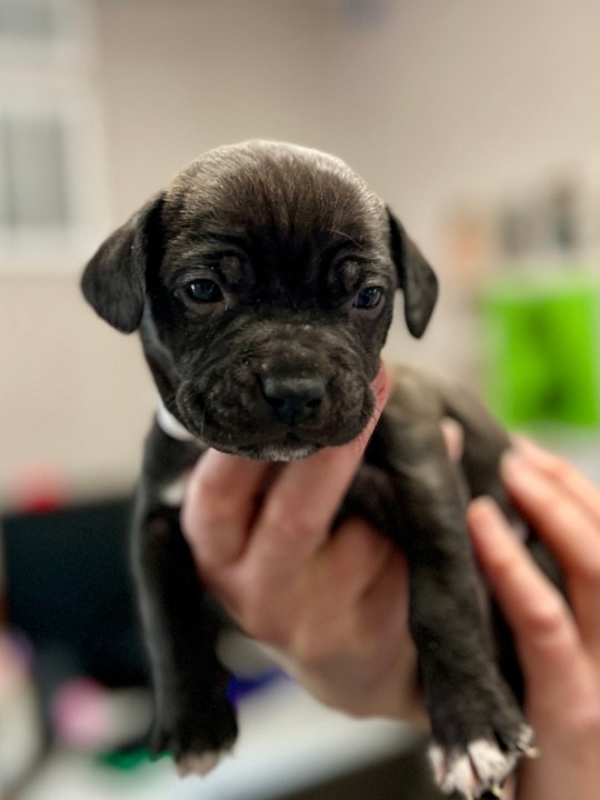 The Humane Society for Southwest Washington has asked the team at AM Extra to help find out the names of seven puppies at the shelter -- and now we want your help deciding on a group of names (Credit: Humane Society for Southwest Washington)