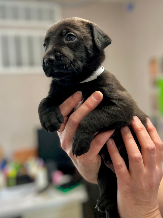 The Humane Society for Southwest Washington has asked the team at AM Extra to help find out the names of seven puppies at the shelter -- and now we want your help deciding on a group of names (Credit: Humane Society for Southwest Washington)