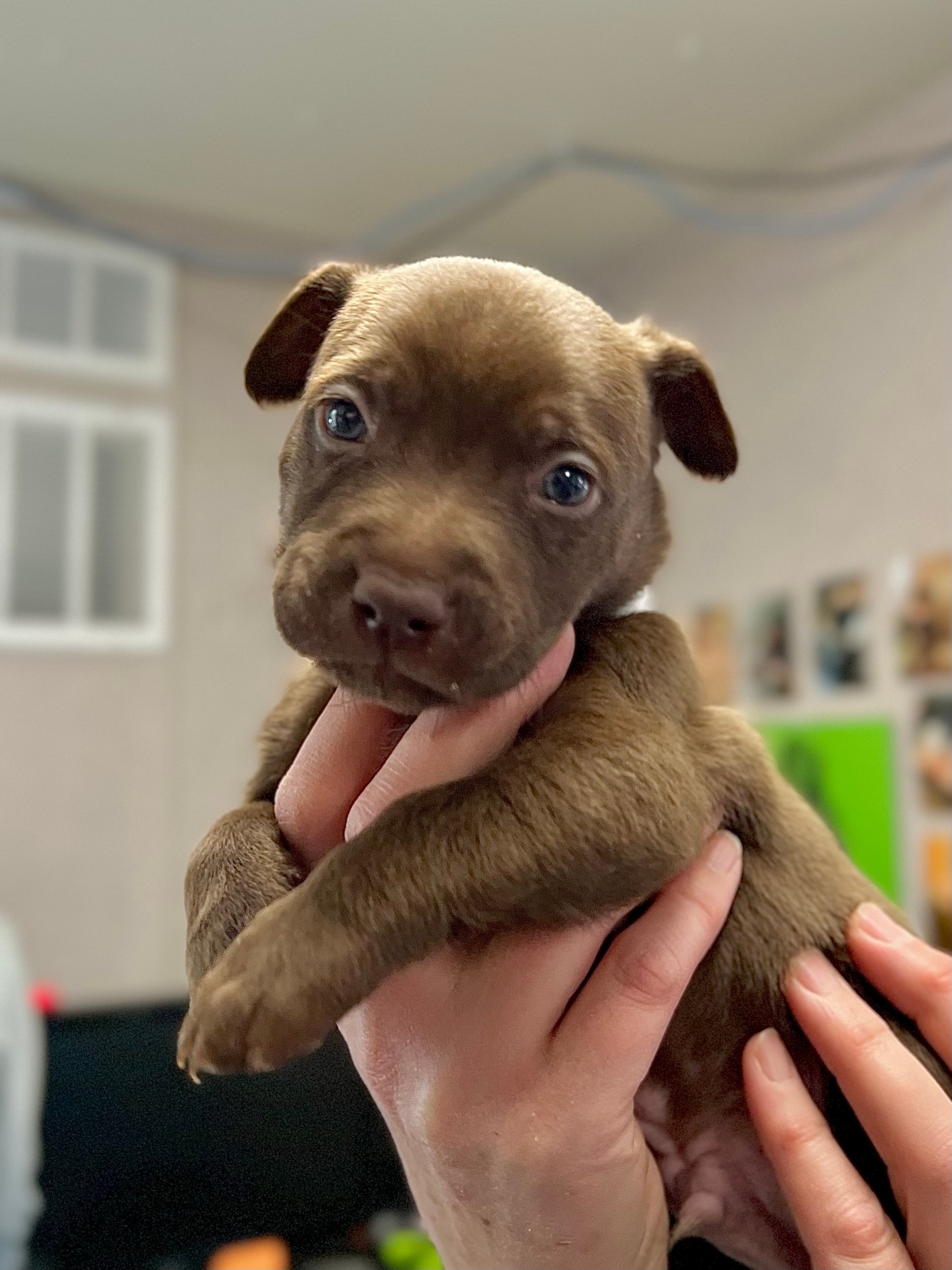 The Humane Society for Southwest Washington has asked the team at AM Extra to help find out the names of seven puppies at the shelter -- and now we want your help deciding on a group of names (Credit: Humane Society for Southwest Washington)