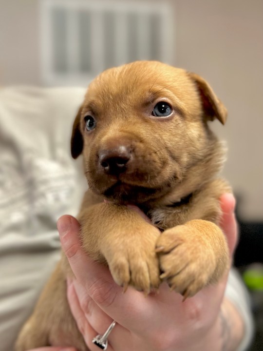 The Humane Society for Southwest Washington has asked the team at AM Extra to help find out the names of seven puppies at the shelter -- and now we want your help deciding on a group of names (Credit: Humane Society for Southwest Washington)