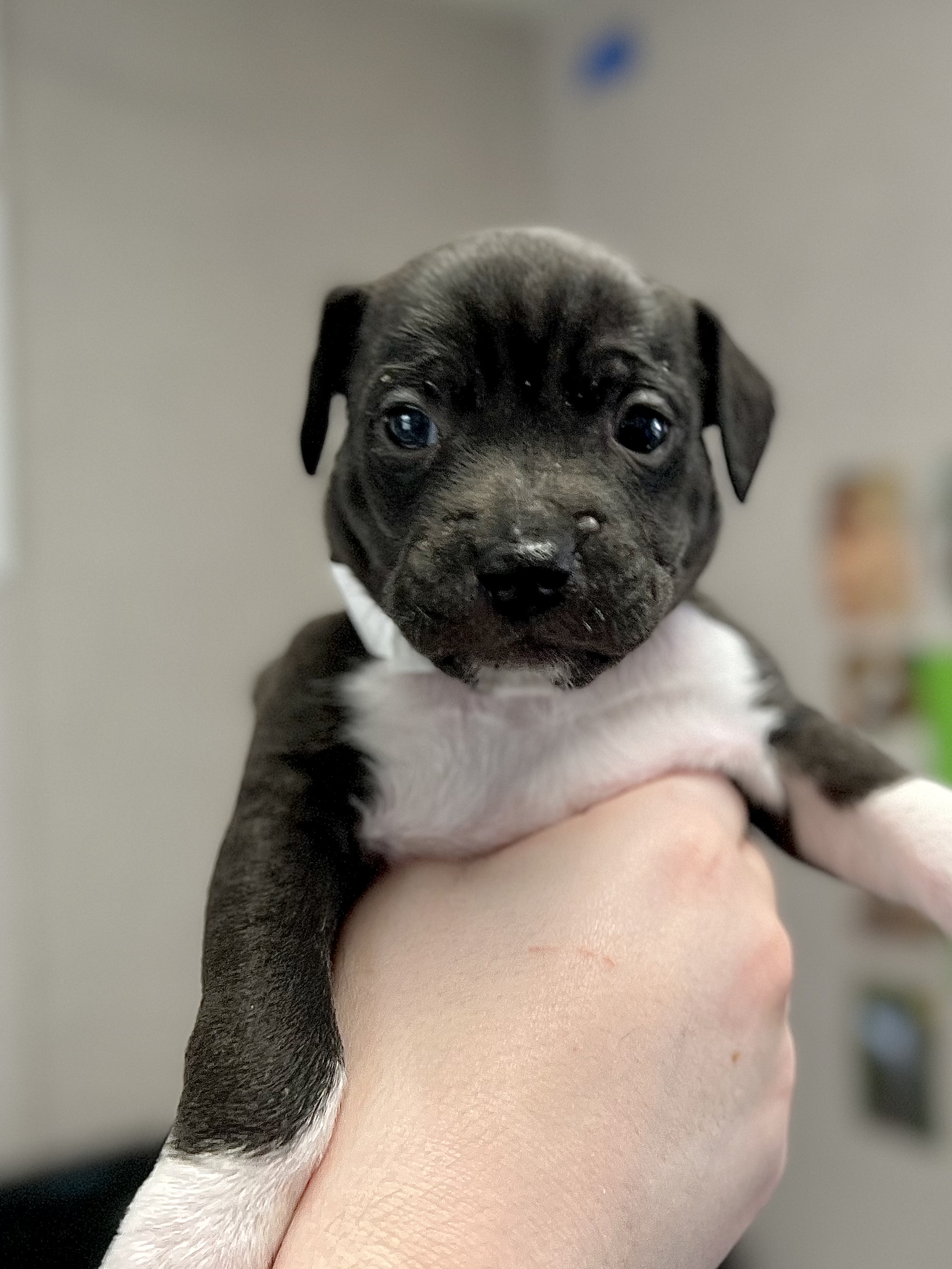 The Humane Society of Southwest Washington has asked the team at AM Extra to help find out the names of seven puppies at the shelter -- and now we want your help deciding on a group of names (Credit: Humane Society of Southwest Washington)