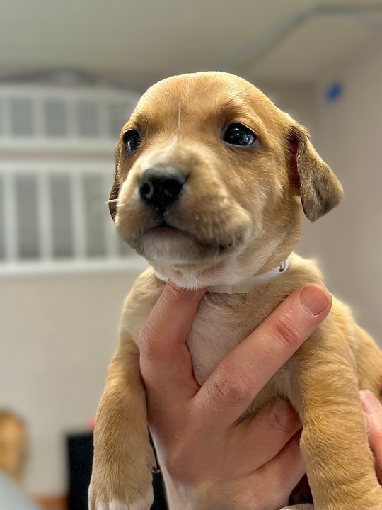 The Humane Society for Southwest Washington has asked the team at AM Extra to help find out the names of seven puppies at the shelter -- and now we want your help deciding on a group of names (Credit: Humane Society for Southwest Washington)