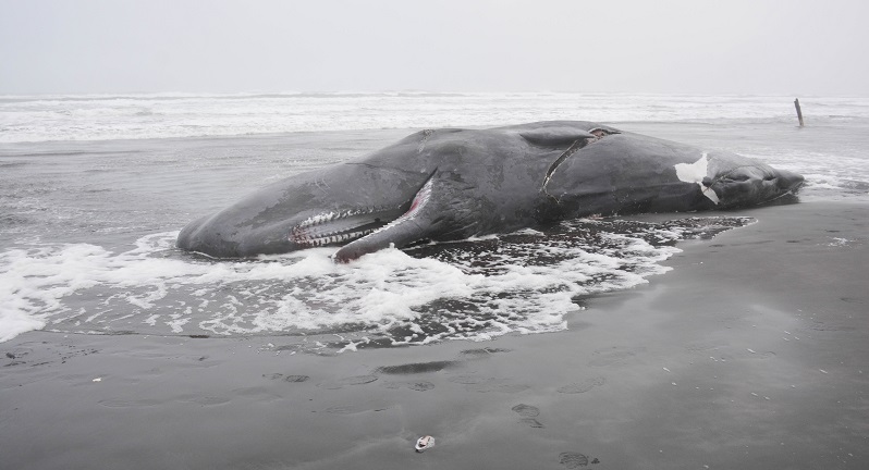 A 40-foot dead sperm whale washed up on the Oregon Coast, Jan. 14, 2023 (Seaside Aquarium)