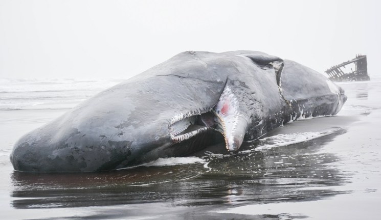 A 40-foot dead sperm whale washed up on the Oregon Coast, Jan. 14, 2023 (Seaside Aquarium)