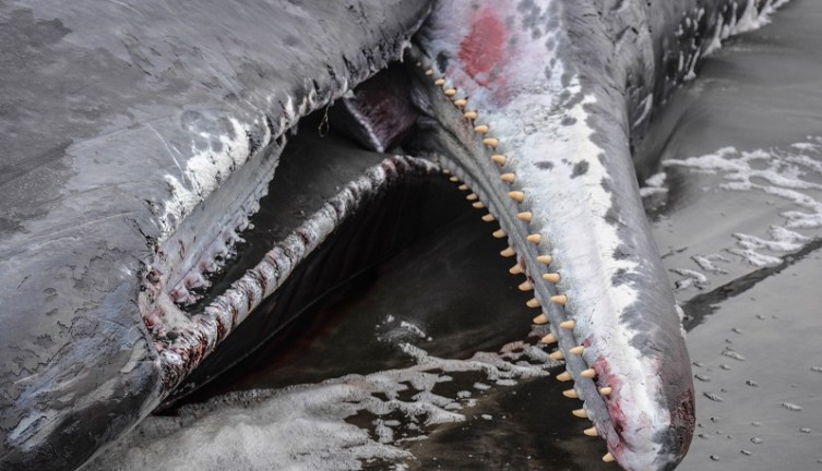 A 40-foot dead sperm whale washed up on the Oregon Coast, Jan. 14, 2023 (Seaside Aquarium)