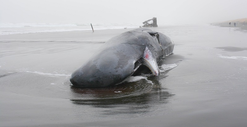 A 40-foot dead sperm whale washed up on the Oregon Coast, Jan. 14, 2023 (Seaside Aquarium)