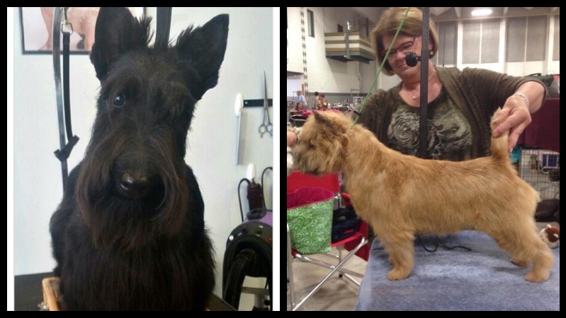 Two of the 4 show dogs missing after a van was stolen from the Hayden Island area of Portland, January 21, 2023 (PPB)