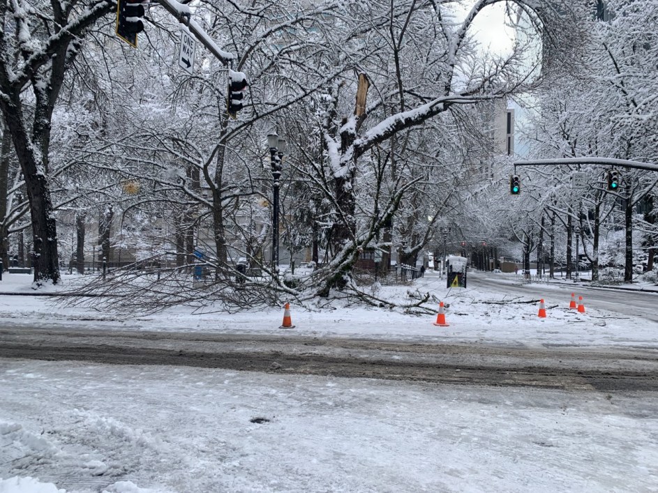 Fallen tree limbs in Chapman Square