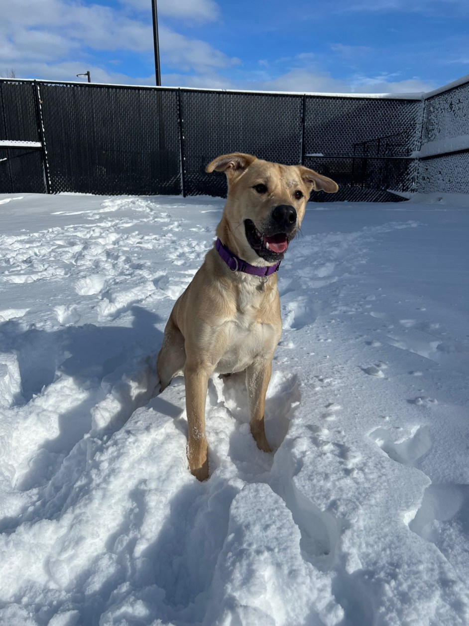 Shelter dog plays in snow (Courtesy Laura Klink)