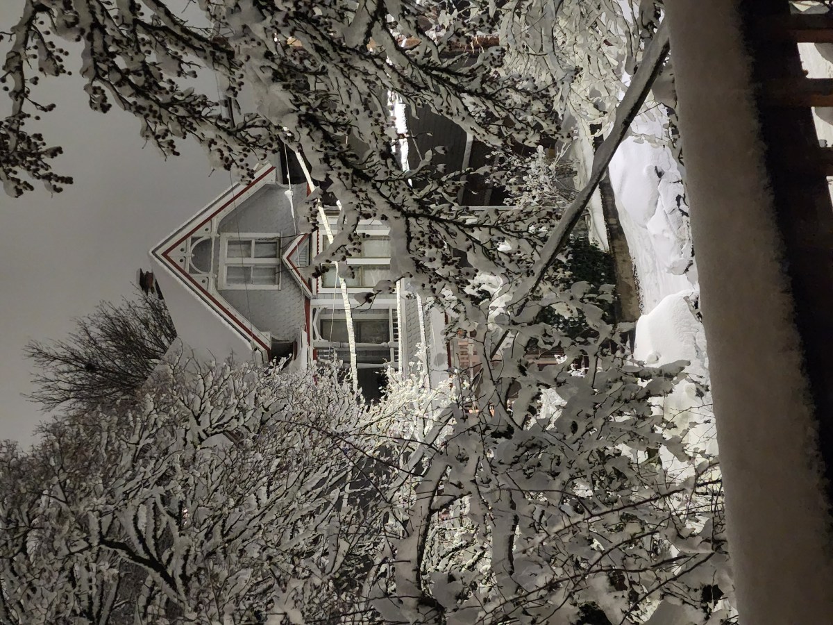 Snow covers trees in Northwest Portland 