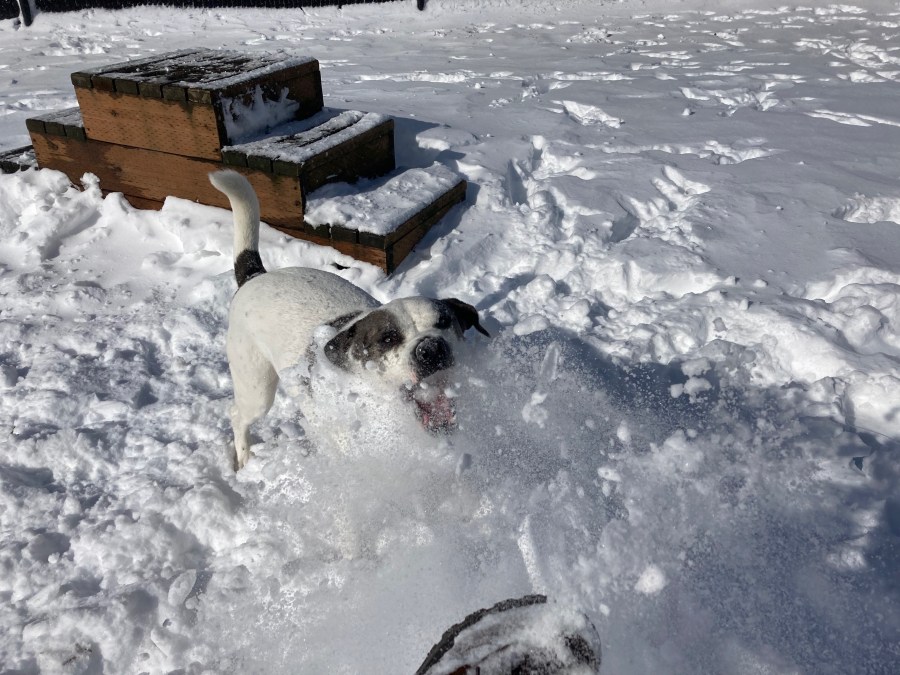 Shelter dog plays in snow at Oregon Humane Society