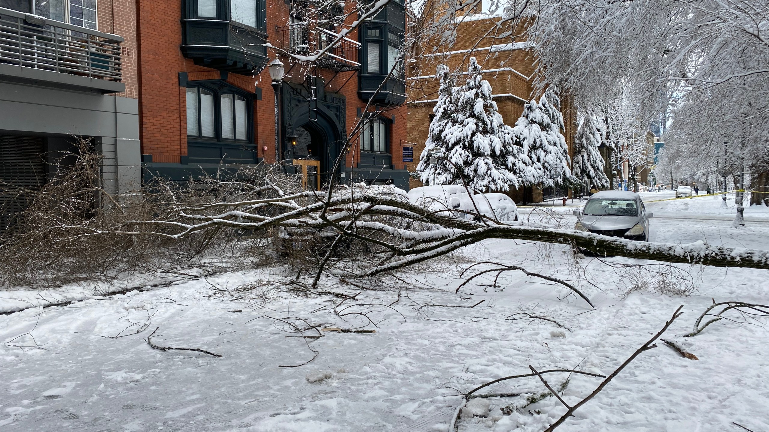 Tree down in Portland, OR's SW Park Blocks