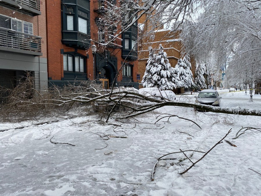 Tree down in Portland, OR's SW Park Blocks 