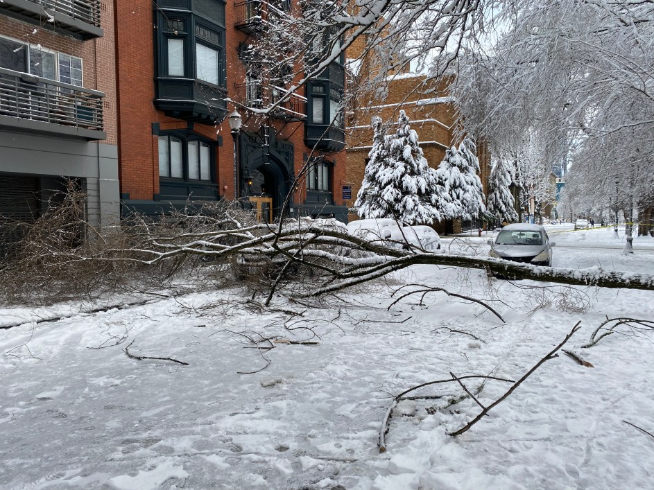 Tree down in Portland, OR's SW Park Blocks