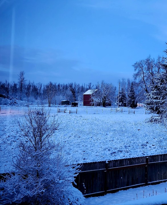 Backyard in Stayton, OR, coated with snow 